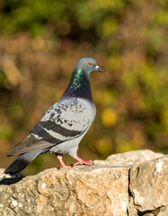 Obraz premium A rock pigeon perches on a stone wall, showcasing its iridescent neck feathers against a blurred autumnal background