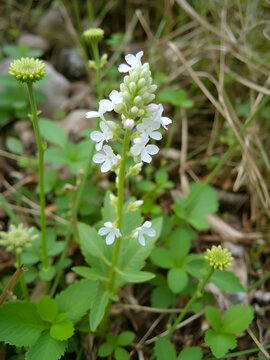 In nature, astragalus cicer grows among herbs