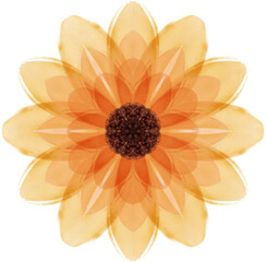 flower of calendula watercolor