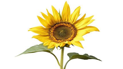 Fototapeta premium Vibrant sunflower with stem and leaves, summer bloom on transparent background