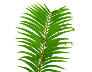Tropical Sago Palm Illustration, isolated on transparent background PNG