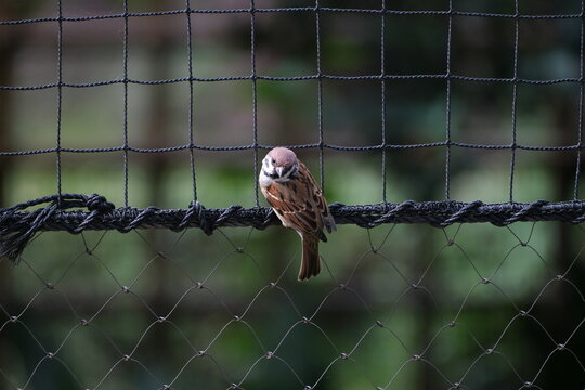 Close-Up Side Portrait of Meerkat in Tokyo Zoo