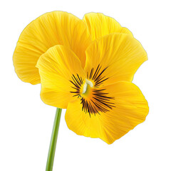 Close-up of a vibrant yellow pansy, exhibiting smooth, overlapping petals. 