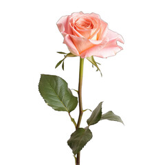 Soft peach rose, isolated on black