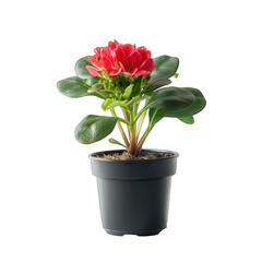 Fototapeta premium Vibrant red flower in dark gray pot. Lush green leaves surround a cluster of deep red blooms. Potted plant