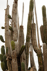 cactus in desert