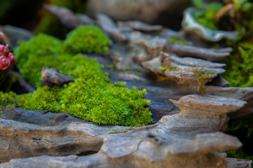 Idyllic Summer Countryside Travel Scene With Moss Bonsai Garden Beauty