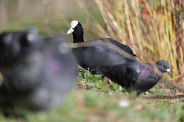Eurasian Coot (Fulica atra) and Rock Dove (Columba livia) Together by the Water in Tokyo, Japan