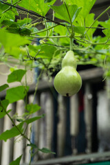 Healthy Green Gourd Plants Growing in Summer Wellness Farm Landscape Photo