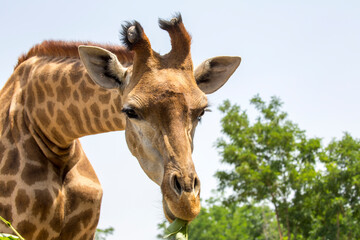 Close Up Portrait Of Giraffe Highlighting Facial Features And Patterns