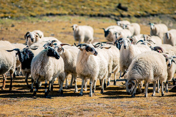 Fototapeta premium Tibetan Sheep Grazing In Qilian Mountain Pasture With Scenic Snowcapped Peaks
