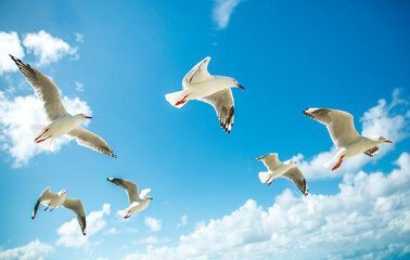 Fototapeta premium Flock of Seabirds Soaring Under Clear Blue Sky Over Ocean