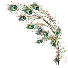 Obraz premium Elegant peacock feathers fan out with iridescent eye spots, adding natural beauty and luxury to designs
