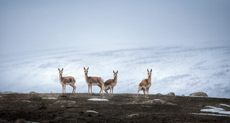 Wild Animals Roaming Snowy Plateau Mountains In Pristine Wilderness