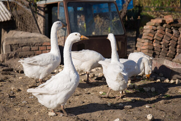 Rural Geese Flock Free Range Poultry Farming Landscape Photo