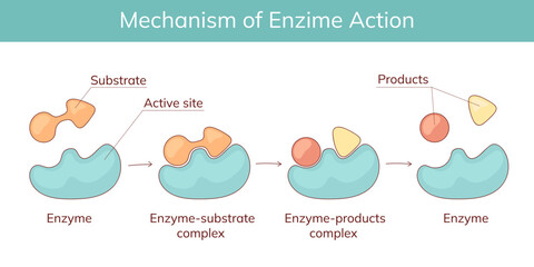 Mechanism of action of enzymes in the human body with substrate and product complexes. Educational medical illustration.
