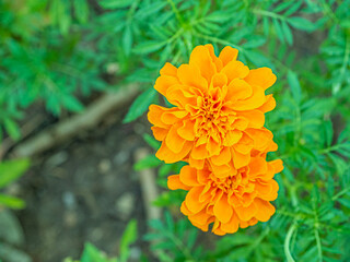 Overhead View of Two Yellow Marigold Flowers Blooming in Summer Park
