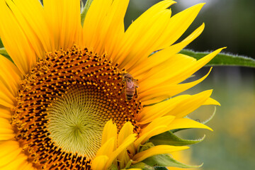 Naklejka premium Macro Close Up of Bee Pollinating Sunflower Bloom in Summer Field