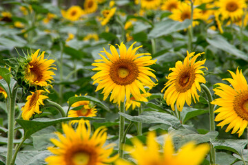 Vibrant Sunflowers Standing Tall in Orange Summer Field Landscape