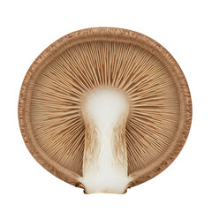 Underside of a Brown Mushroom with Gills Radiating from a Central Stem.