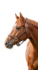 Obraz premium Majestic Chestnut Horse Head with a Leather Halter