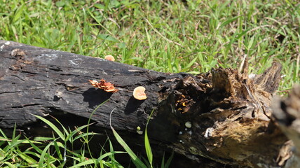 Obraz premium Orange and light brown mushrooms grow on dead logs from burning.