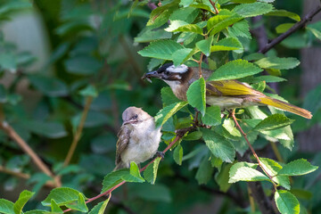Small Bird Foraging Through Lush Forest Floor Wildlife Photography