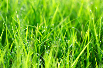 Wet Tiny Grass Blades With Raindrops After Rain