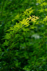 Refreshing Green Tree Foliage In Summer Great Heat Season Under Blue Sky