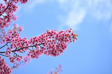 pink Himalaya cherry blossom at Doi Inthanon national park, Thailand 