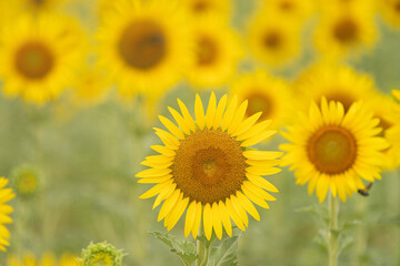 美しい満開のひまわり畑