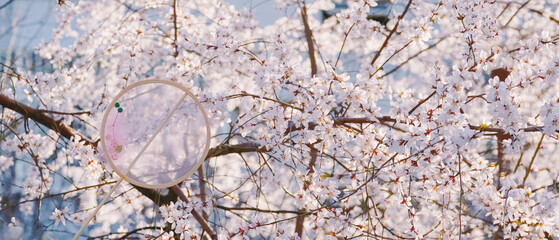 Soft Pink Peach Blossom Branches Blooming In Springtime