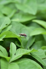 High Resolution Green Shieldstink Bug In Natural Habitat Macro Photography
