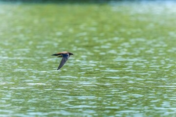 グリーンの水面をバックに颯爽と飛ぶハリオアマツバメ