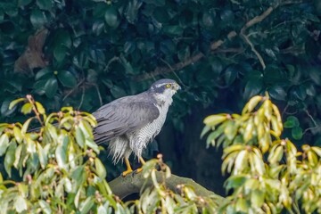 水浴びの後、木の上でくつろぐオオタカ成鳥