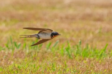 グリーンバックに高速で飛ぶツバメの飛翔シーン
