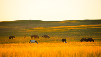 Obraz premium Golden Autumn Sunset Over Vast Grassland Landscape In Fall Season