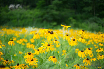 Obraz premium Expansive Field Of Vibrant Yellow Flowers In Full Bloom Photo