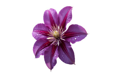 Obraz premium Vibrant purple clematis flower adorned with fresh dew drops, showcasing its intricate botanical beauty in macro detail.