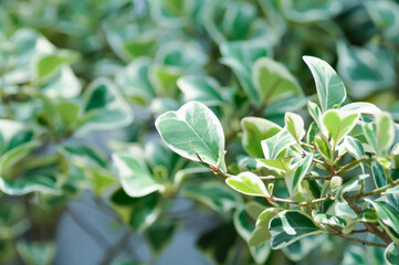 Mistletoe Fig, Mistletoe Rubber Plant or Ficus deltoidea or Ficus deltoidea Jack f variegata or MORACEAE