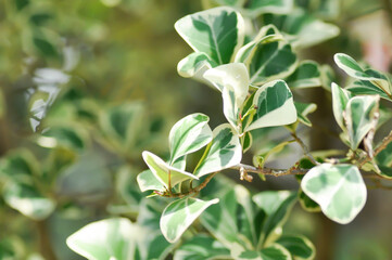 Obraz premium Mistletoe Fig, Mistletoe Rubber Plant or Ficus deltoidea or Ficus deltoidea Jack f variegata or MORACEAE