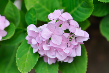 hydrangea flowers , Hydrangea or macrophylla or Hydrangeaceae