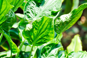 Alocasia cucullata Lour G Don , ARACEAE or Alocasia cucullata