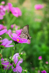 Vibrant Butterfly Resting Among Dense Green Bushes Close Up Photo