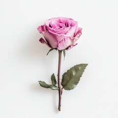 Single Delicate Pink Rose on White Background