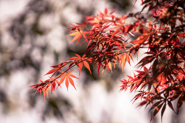 Vibrant Red Maple Leaves Signifying The Start Of Autumn Captured In Nature Photography
