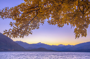 Fototapeta premium Vibrant Majestic Golden Autumn Foliage Frames Lake Wanaka Its Crystalline Surface Reflecting Snow Topped Mountain Peaks Under A Soft Morning Light Embodying A Tranquil Serene Pristine Alpine Beauty In