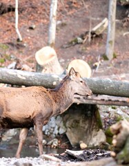 Obraz premium Deer in forest debris