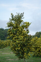Fototapeta premium tree in the park