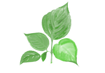 Fototapeta premium Vibrant Watercolor Leaves: A Set of Hand-Painted, Realistic, and Stylized Green Leaf Illustrations for Botanical Designs, Organic Concepts, Nature-Themed Graphics, and Fresh Springtime Layouts.